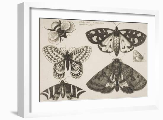 Three Moths, Two Butterflies, and a Bumble Bee-Wenceslaus Hollar-Framed Giclee Print