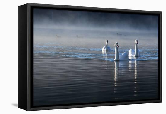 Three Mute Swans, Cygnus Olor, Swim in a Pond in Richmond Park at Sunrise-Alex Saberi-Framed Stretched Canvas