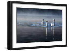 Three Mute Swans, Cygnus Olor, Swim in a Pond in Richmond Park at Sunrise-Alex Saberi-Framed Photographic Print