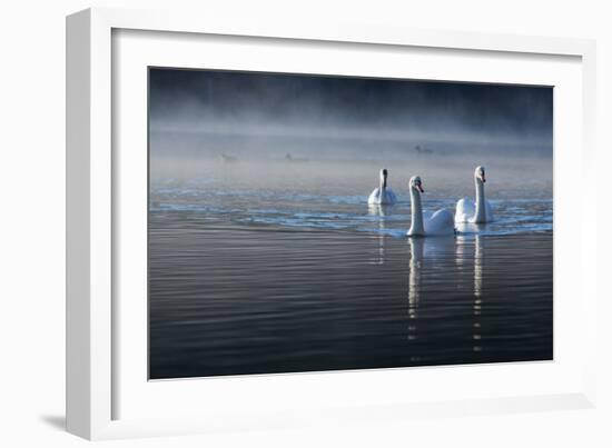 Three Mute Swans, Cygnus Olor, Swim in a Pond in Richmond Park at Sunrise-Alex Saberi-Framed Photographic Print