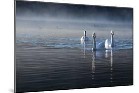 Three Mute Swans, Cygnus Olor, Swim in a Pond in Richmond Park at Sunrise-Alex Saberi-Mounted Photographic Print