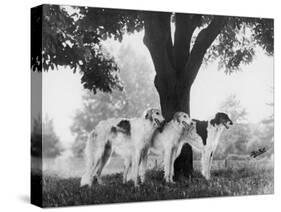 Three Mythe Borzois Belonging to Miss E.M. Robinson Standing Under a Tree-Thomas Fall-Stretched Canvas