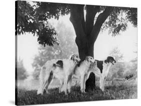 Three Mythe Borzois Belonging to Miss E.M. Robinson Standing Under a Tree-Thomas Fall-Stretched Canvas