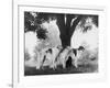 Three Mythe Borzois Belonging to Miss E.M. Robinson Standing Under a Tree-Thomas Fall-Framed Photographic Print