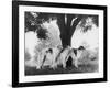 Three Mythe Borzois Belonging to Miss E.M. Robinson Standing Under a Tree-Thomas Fall-Framed Photographic Print