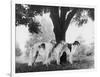 Three Mythe Borzois Belonging to Miss E.M. Robinson Standing Under a Tree-Thomas Fall-Framed Photographic Print