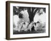 Three Mythe Borzois Belonging to Miss E.M. Robinson Standing Under a Tree-Thomas Fall-Framed Photographic Print