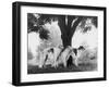 Three Mythe Borzois Belonging to Miss E.M. Robinson Standing Under a Tree-Thomas Fall-Framed Photographic Print