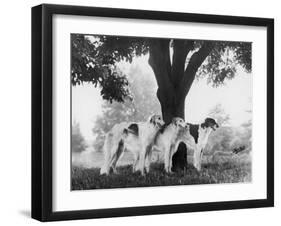 Three Mythe Borzois Belonging to Miss E.M. Robinson Standing Under a Tree-Thomas Fall-Framed Photographic Print