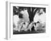 Three Mythe Borzois Belonging to Miss E.M. Robinson Standing Under a Tree-Thomas Fall-Framed Photographic Print