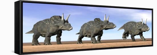 Three Nedoceratops Standing in the Desert-null-Framed Stretched Canvas