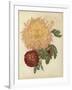 Three New Chrysanthemums-null-Framed Giclee Print