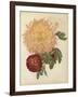 Three New Chrysanthemums-null-Framed Giclee Print