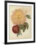 Three New Chrysanthemums-null-Framed Giclee Print