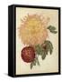 Three New Chrysanthemums-null-Framed Stretched Canvas