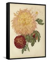Three New Chrysanthemums-null-Framed Stretched Canvas
