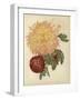 Three New Chrysanthemums-null-Framed Giclee Print