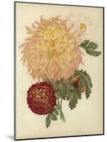 Three New Chrysanthemums-null-Mounted Giclee Print