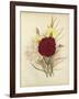 Three New Tree Carnations-null-Framed Giclee Print