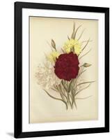 Three New Tree Carnations-null-Framed Giclee Print