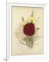 Three New Tree Carnations-null-Framed Giclee Print