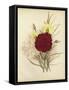 Three New Tree Carnations-null-Framed Stretched Canvas