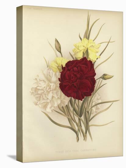 Three New Tree Carnations-null-Stretched Canvas