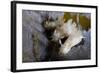 Three Nudibranchs (Polycera Quadrilineata) on Kelp Encrusted with Sea-Mat (Membranipora Sp.) Norway-Lundgren-Framed Photographic Print