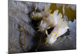 Three Nudibranchs (Polycera Quadrilineata) on Kelp Encrusted with Sea-Mat (Membranipora Sp.) Norway-Lundgren-Mounted Photographic Print