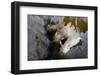 Three Nudibranchs (Polycera Quadrilineata) on Kelp Encrusted with Sea-Mat (Membranipora Sp.) Norway-Lundgren-Framed Photographic Print