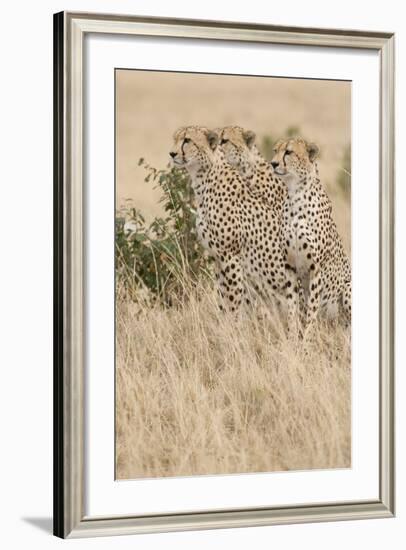 Three of a Kind-Susann Parker-Framed Photographic Print