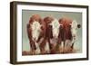 Three of a Kind-Carolyne Hawley-Framed Art Print