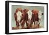 Three of a Kind-Carolyne Hawley-Framed Art Print