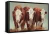 Three of a Kind-Carolyne Hawley-Framed Stretched Canvas