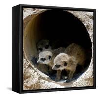 Three of Jenny the Meerkats New Babies Venture Out at London Zoo-null-Framed Stretched Canvas