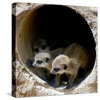 Three of Jenny the Meerkats New Babies Venture Out at London Zoo-null-Stretched Canvas