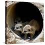 Three of Jenny the Meerkats New Babies Venture Out at London Zoo-null-Stretched Canvas