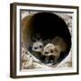 Three of Jenny the Meerkats New Babies Venture Out at London Zoo-null-Framed Photographic Print