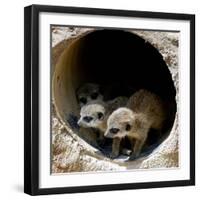 Three of Jenny the Meerkats New Babies Venture Out at London Zoo-null-Framed Photographic Print