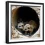 Three of Jenny the Meerkats New Babies Venture Out at London Zoo-null-Framed Photographic Print