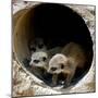 Three of Jenny the Meerkats New Babies Venture Out at London Zoo-null-Mounted Photographic Print
