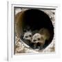 Three of Jenny the Meerkats New Babies Venture Out at London Zoo-null-Framed Photographic Print