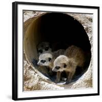 Three of Jenny the Meerkats New Babies Venture Out at London Zoo-null-Framed Photographic Print