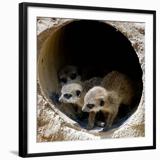 Three of Jenny the Meerkats New Babies Venture Out at London Zoo-null-Framed Photographic Print