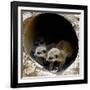 Three of Jenny the Meerkats New Babies Venture Out at London Zoo-null-Framed Photographic Print