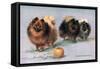 Three of Mrs. Hall Walker's Champion Pomeranians-null-Framed Stretched Canvas