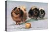 Three of Mrs. Hall Walker's Champion Pomeranians-null-Stretched Canvas