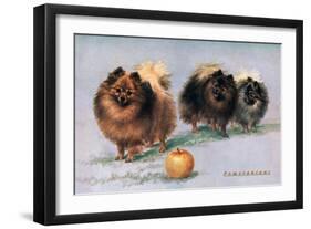 Three of Mrs. Hall Walker's Champion Pomeranians-null-Framed Art Print