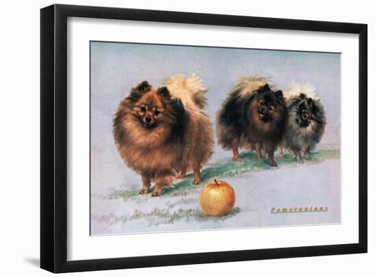 Three of Mrs. Hall Walker's Champion Pomeranians-null-Framed Art Print