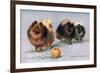 Three of Mrs. Hall Walker's Champion Pomeranians-null-Framed Premium Giclee Print